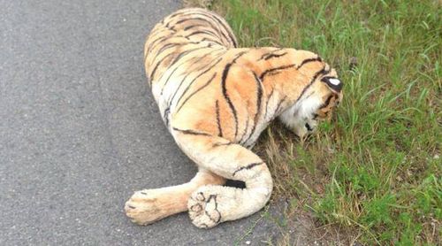 Woman calls police after spotting 'dead tiger' on the road