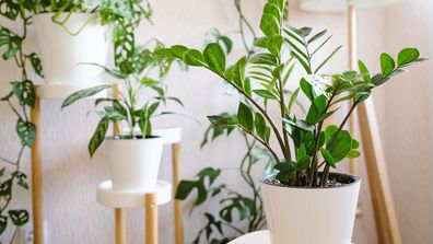 Indoor plants houseplants