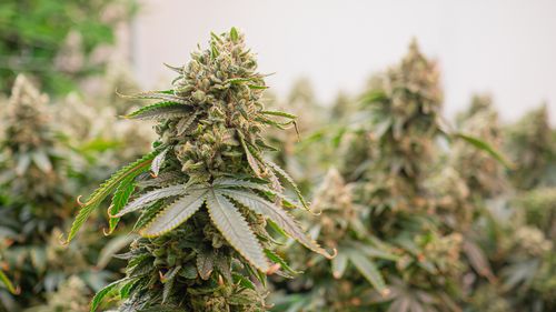 Planta de cannabis premium pronta para colheita em estufa. Os botões são grandes e densos. Os tricomas nos botões indicam claramente que a planta está pronta para a colheita.