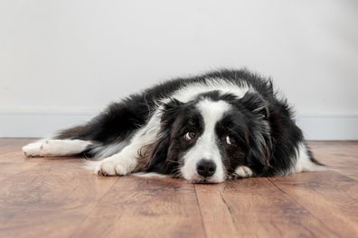 Sad dog