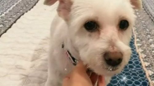 A family has issued a desperate plea to find their little dog Angel after she was taken from outside a Melbourne restaurant.
