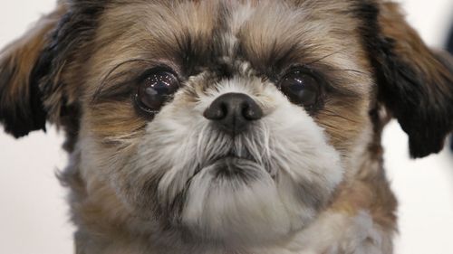 Emma was a healthy Shih Tzu like this dog, before she was put down to be buried with her owner.