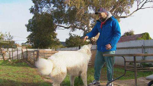 An Adelaide man has been reunited with his Maremma.