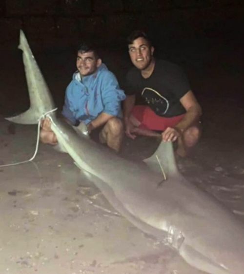 Sydney Harbour Bull Shark Catch teenage fishermen