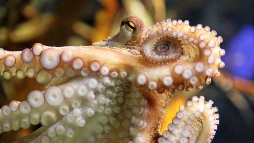 An experiment with MDMA has revealed octopuses' similarity to humans.