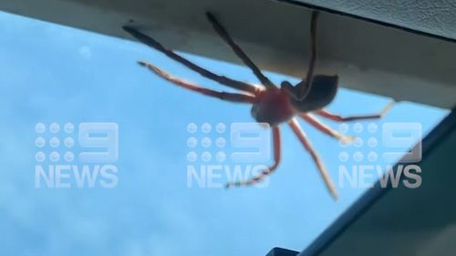 Sean Hancock said the huntsman inside the plane's cockpit capped a perfect day in the NT.