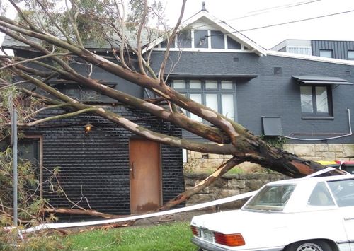 A tree fell near a home in Drummoyne in Sydney during yesterday's wild storm.