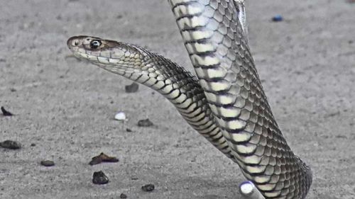 Silver Eastern Brown Snakes do exist, but despite the colour change, they are just as deadly.