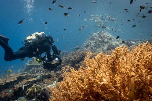Filming of Ocean with David Attenborough 
