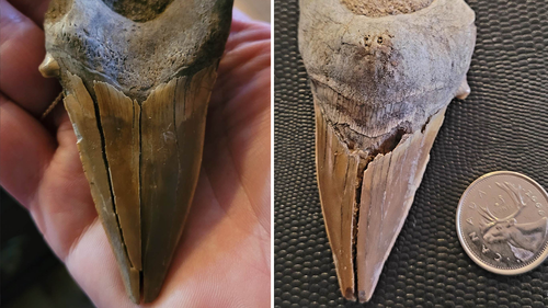 Rachel Shill Cook initially thought the ancient tooth was an 'interesting stone'. 