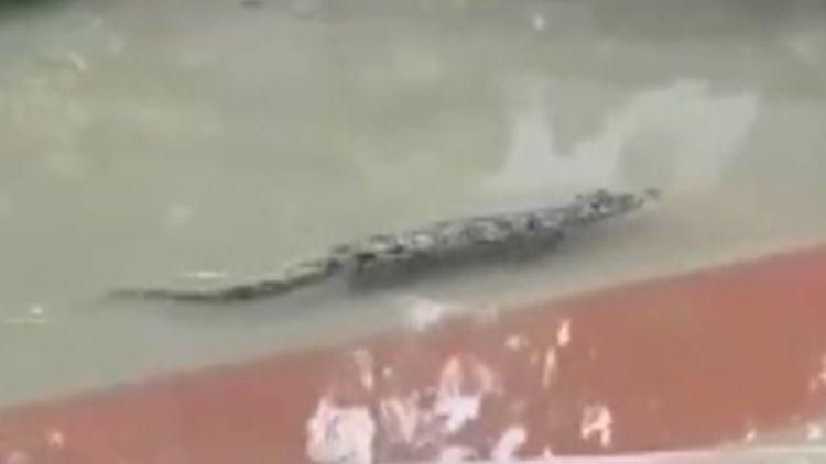 Dozens of escaped crocodiles lurking in floodwaters, Chinese city warns