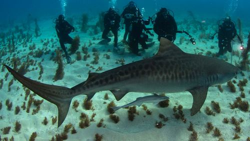A tiger shark with a group of divers at Tiger Beach in the Bahamas.