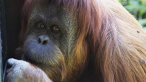 Adelaide Zoo's orangutan is pregnant