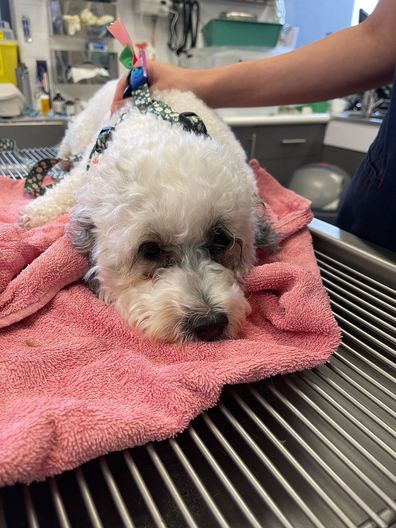 Scout a four-year-old Bichon Frise Cross ate a full milk chocolate Easter bunny egg.