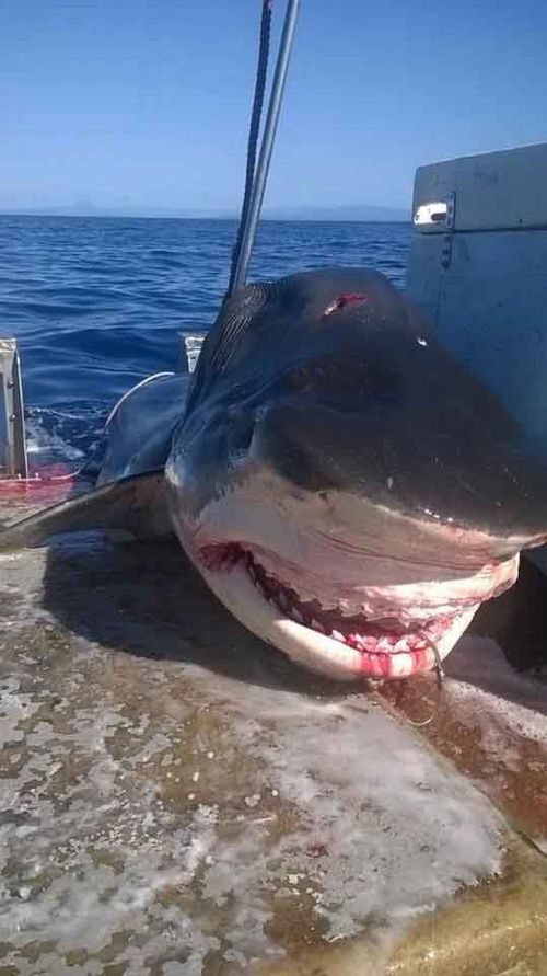Images of the Tiger shark Source: Facebook