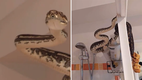 Thirsty snakes slither into Australian toilets as dry season bites, Snakes