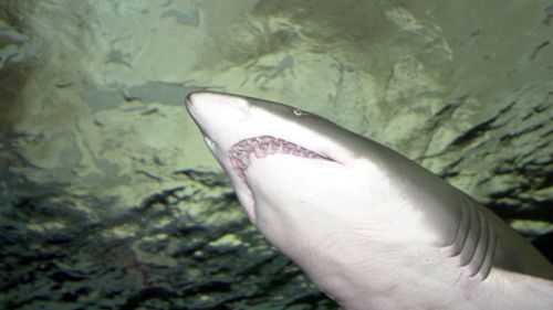 'Shark alert' text messages could be sent under Victorian plan