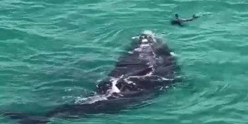 A whale and seal put on a spectacular show for whale-watchers in Victor Harbour. Image: Supplied