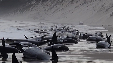 Hundreds of pilot whales have become stranded at Macquarie Harbour on Tasmania&#x27;s west coast in a mass stranding event. 