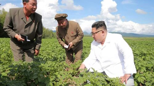 Kim Jong-un in a potato field. (KCNA)