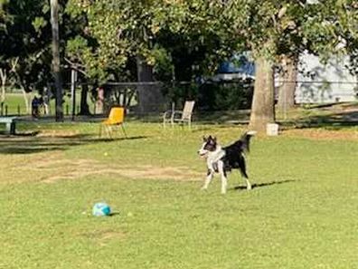 Charlie, the Border Collie