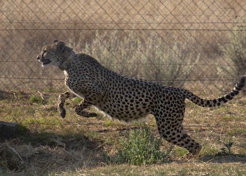 A cheetah jumps inside a quarantine section before being relocated to India .
