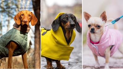Dogs in jackets split