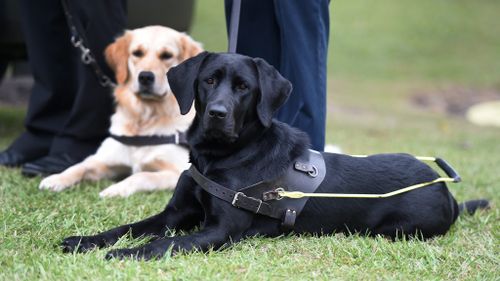 Push to end discrimination against Australians with guide dogs
