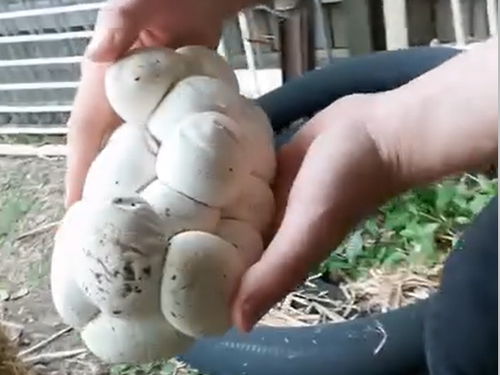 Les œufs d'un python des tapis côtiers