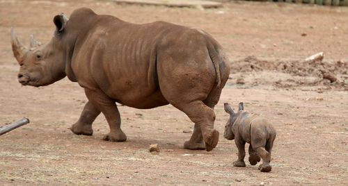 Monarto Zoo is about to adopt 40 more rhinos as part of a sanctuary program saving the animals from poaching in Africa.