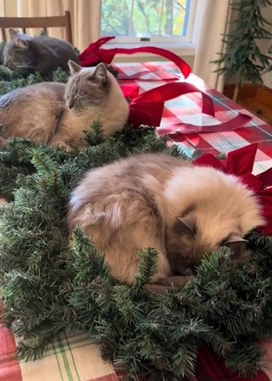 Cats takeover wreaths laid out on Christmas table