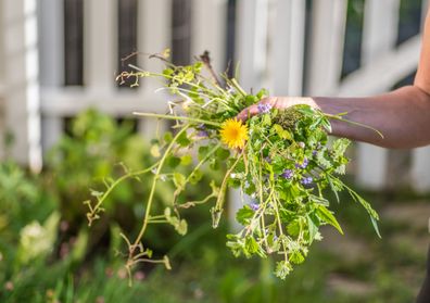 Unrecognizable woman removing a weed from her flowerbed.