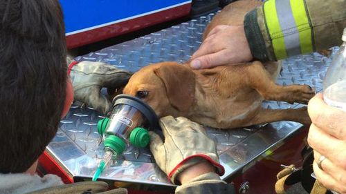 Pregnant dachshund rescued by firefighters