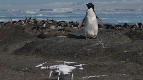 An Adélie penguin and Quadcopter on Brash Island. (Stony Brook University, Louisiana State University, Courtesy Rachael Herman.)