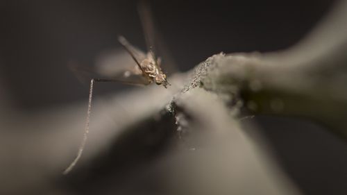 Wet and humid weather has caused an alarming spike in Mosquito populations in Queensland. 