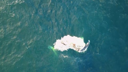 Sharks were feeding on a whale carcass off Bulli beach.