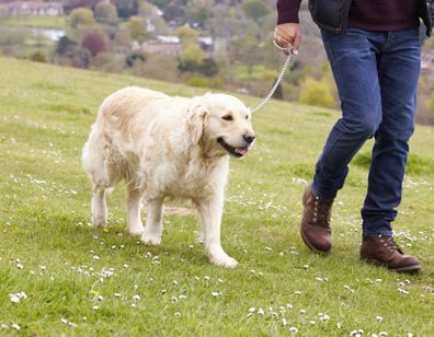 Couple dog