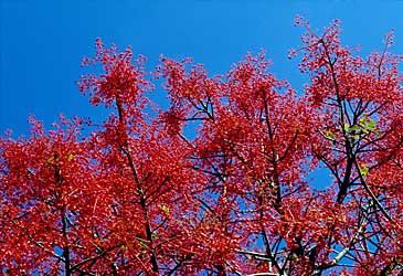 Brachychiton acerifolius is better known by what name?