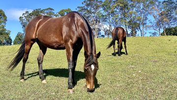 Wagga Wagga City Council said hundreds of horses have been butchered and left in a dry creek bed.