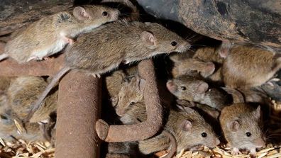 Mice ravaged crops and infested homes in regional NSW in autumn this year.