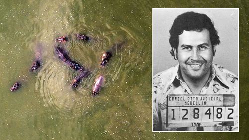 Pablo Escobar hippopotame 