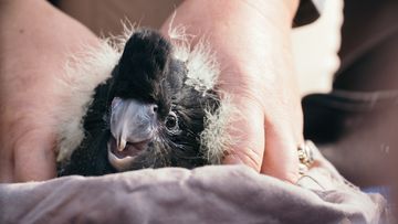 There are signs of hope for one of Australia&#x27;s rarest black cockatoo species.