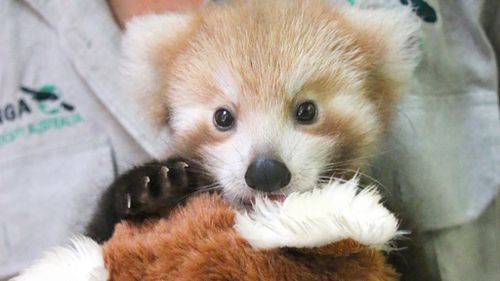Taronga Zoo's tiny red panda cub recovers from neck injury