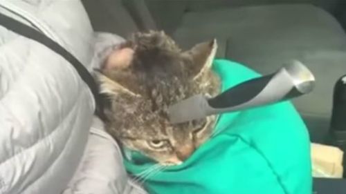 Zelyoniy the cat was found by a local with the blade buried in its head. (Supplied)