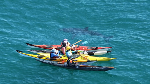 A group of Western Australian sea kayakers have come face-to-face with a five metre great white shark for the second time in four days.