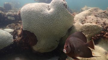 A fish swims near coral showing signs of bleaching at Cheeca Rocks off the coast of Islamorada, Florida. 