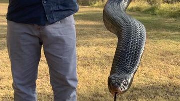 The slithery unwelcome stranger and a pipe snake that escaped death