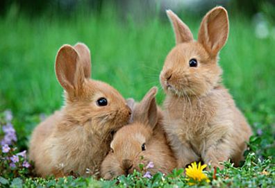 Small group of rabbits (Getty)