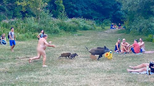 German nudist snapped giving chase to cheeky laptop-bag boar thief