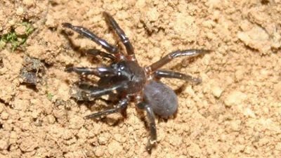 Tingle pygmy trapdoor spider
